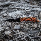 Cuțit Capra Neagră, mâner paracord, oțel D2